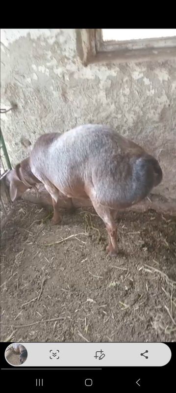 Qo'chqor sotiladi Qo'chqor sotiladi