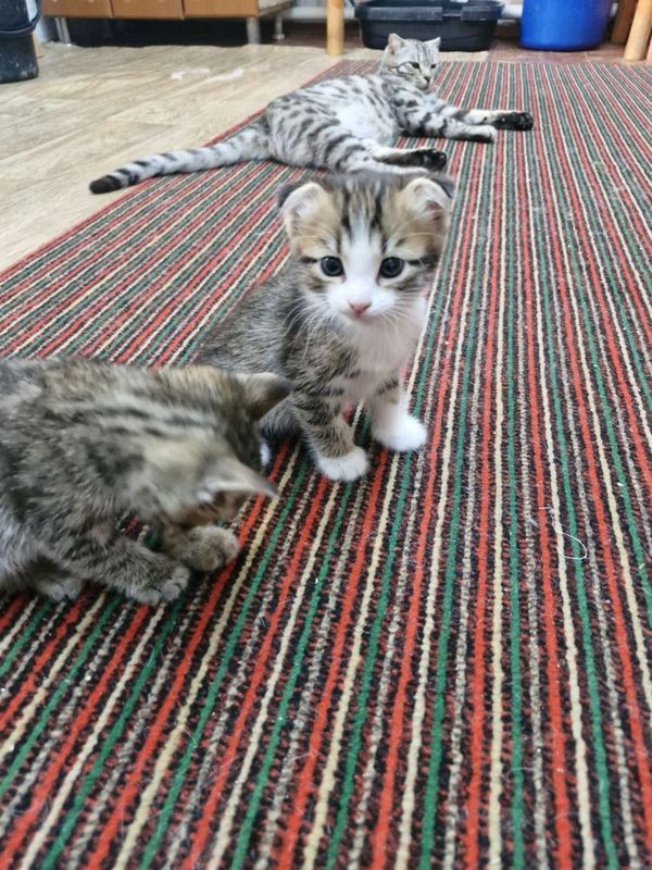 Vislouxa bengal pishiqlar satiladi. 1,5 ayliq Vislouxa bengal pishiqlar satiladi. 1,5 ayliq