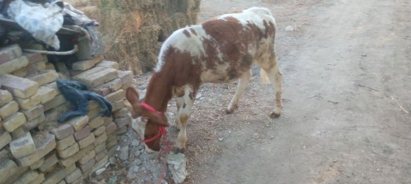 Zotli ğunojin sotiladi