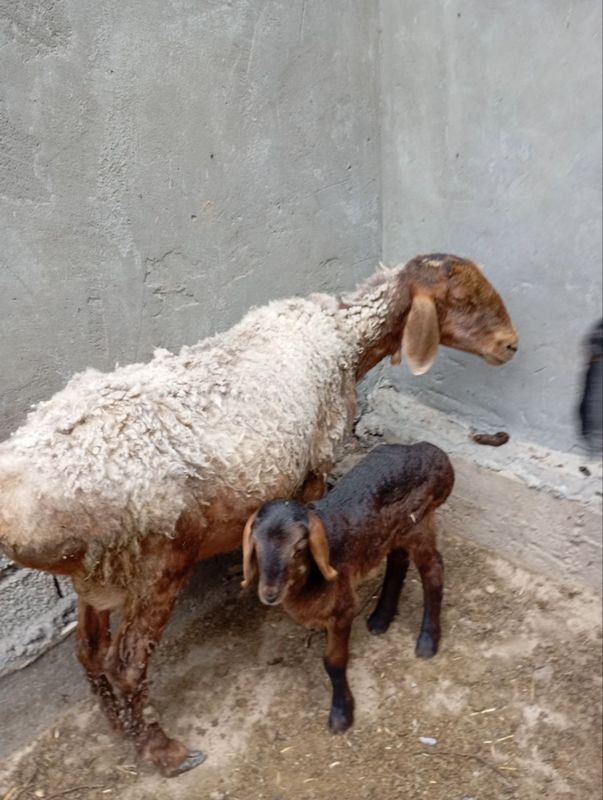 qoylar va qozilar qoylar va qozilar