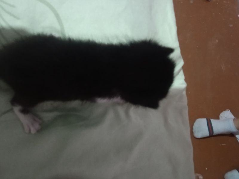 новорождённый кот