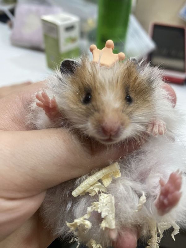 Хомячки сирийские 1.5 месяца ищут хозяев!!