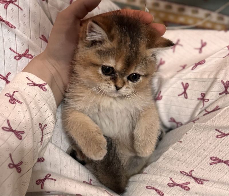 золотистый шиншила