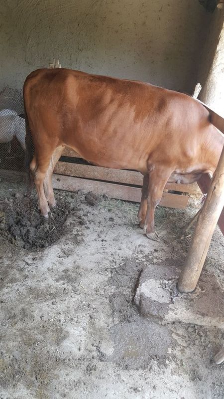 ESTON ģunojin sotiladi ESTON ģunojin sotiladi