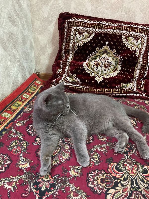 Mushuk sotiladi scotish fold