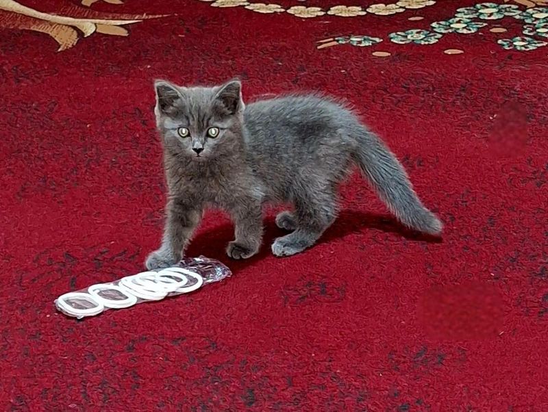 Британской породы котёнок.продаётся Британской породы котёнок.продаётся