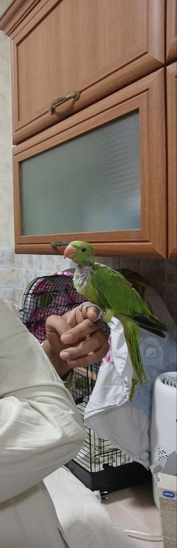 Assalomualekum Ojirella ruchnoy sotiladi Assalomualekum Ojirella ruchnoy sotiladi