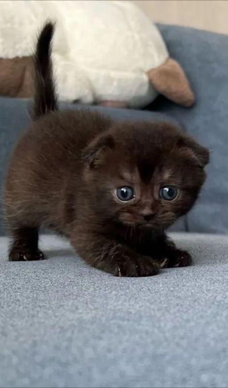 Котята скоттиш фолд и страйт Котята скоттиш фолд и страйт