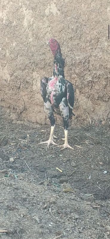 Sotiladi Karis xoroz