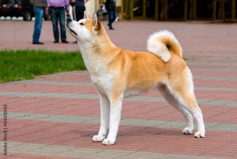 Akita inu (osha mashhur xatiko zotidagi it)