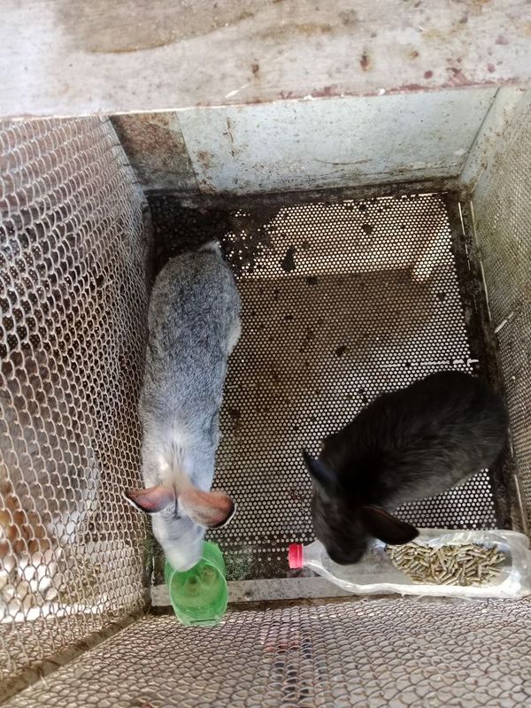 Quyon sotiladi narxni kelishamiz Quyon sotiladi narxni kelishamiz