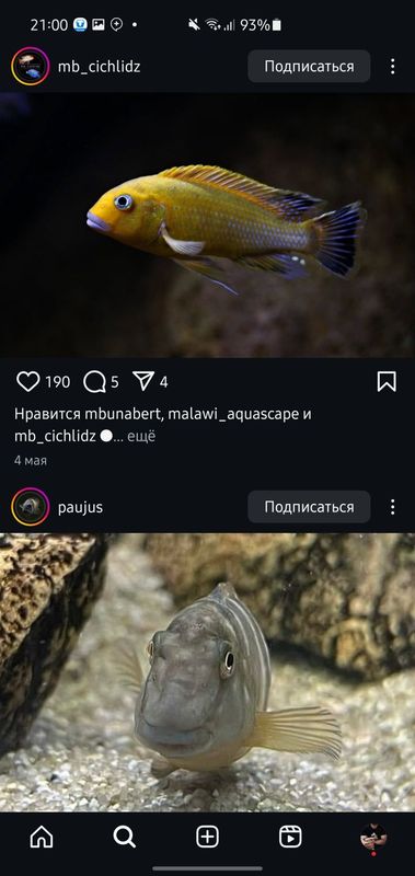Afrika balula sotiladi xishnik Afrika balula sotiladi xishnik
