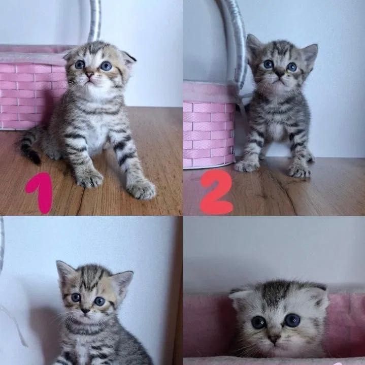 Котята британские Котята британские