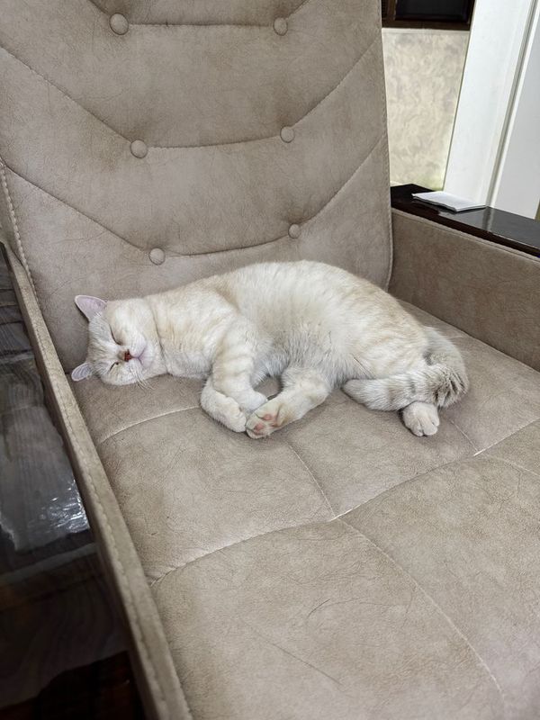 Вязка Скоттиш страйт котик