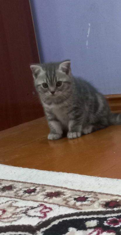 Zotdor mushukcha tez va arzon sotiladi Zotdor mushukcha tez va arzon sotiladi