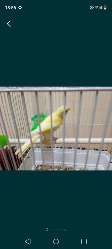 Kanareykalar Maladoy 2 oylikdan oshdi nar modalari bor Kanareykalar Maladoy 2 oylikdan oshdi nar modalari bor
