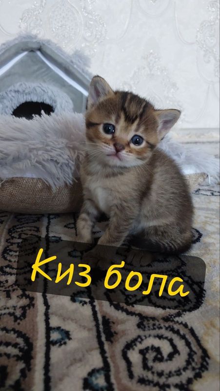 Skottish strayt mushukchalar sotuvda Skottish strayt mushukchalar sotuvda