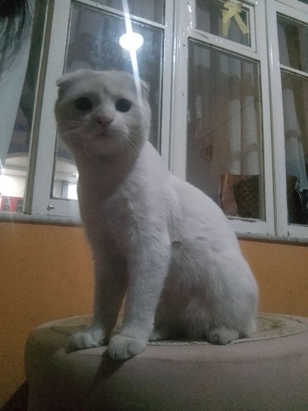 Mushuk sotiladi zodor Mushuk sotiladi zodor