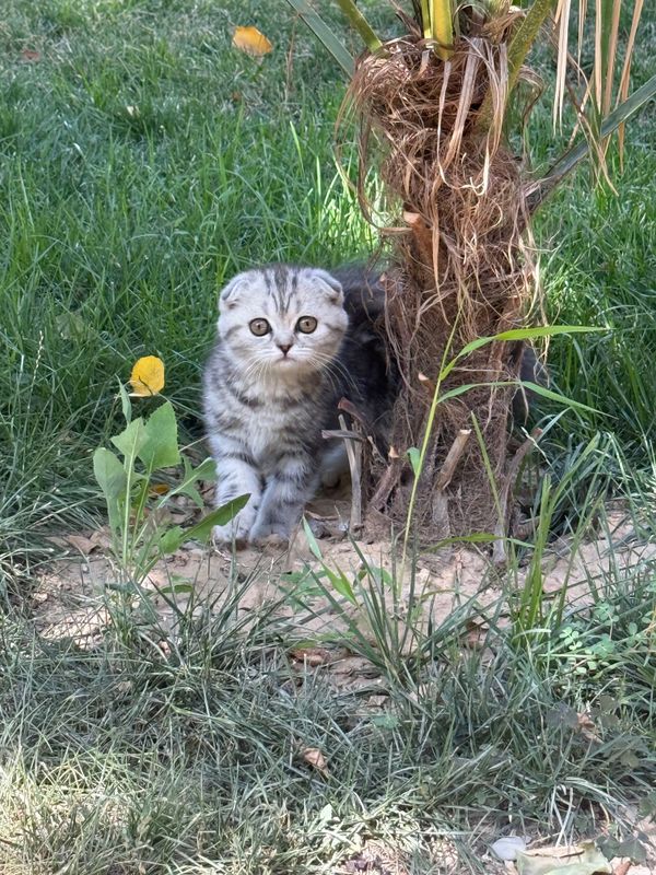 Qiz bola mushuk Scottish Fold Mramor