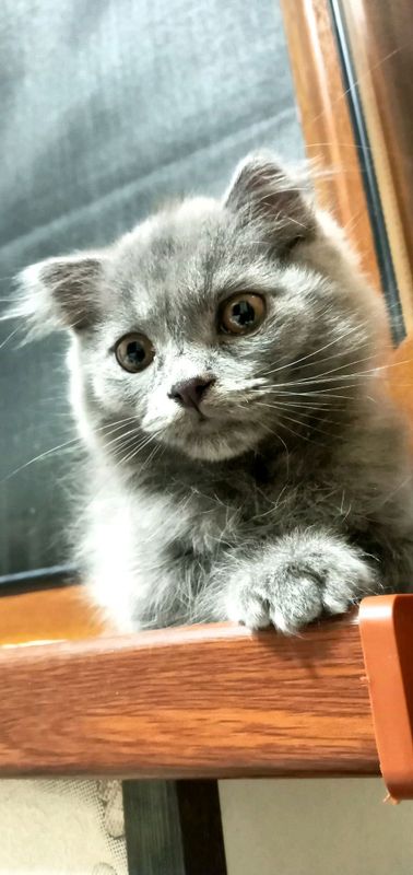 Срочно продаются кошки . По скидке! Срочно продаются кошки . По скидке!