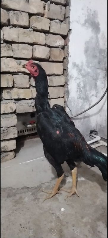 Дакан Жожа 4 Оилик!!! Дакан Жожа 4 Оилик!!!