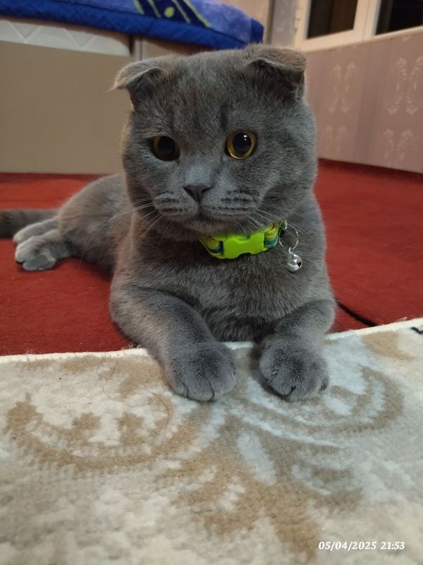 Scottish fold mushugimiz sotiladi Scottish fold mushugimiz sotiladi