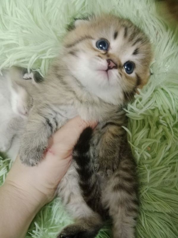 Скоттиш фолд 3 девочки