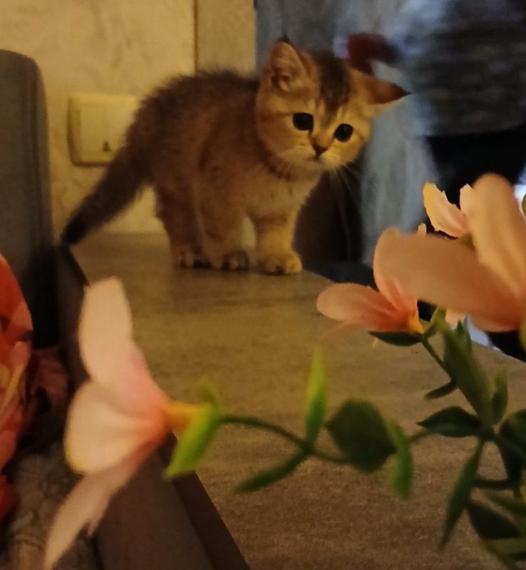 Продаю шиншилу девачку Продаю шиншилу девачку
