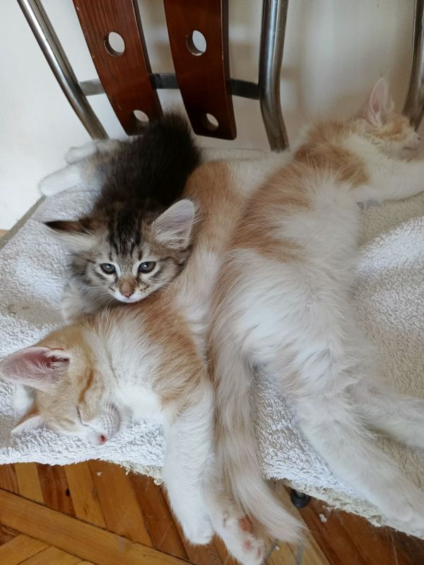 Котята домашние отдаются в милые руки Котята домашние отдаются в милые руки