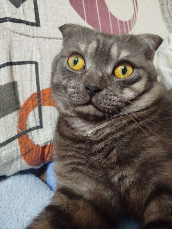 Вязка кота Цена договорная Вязка кота Цена договорная