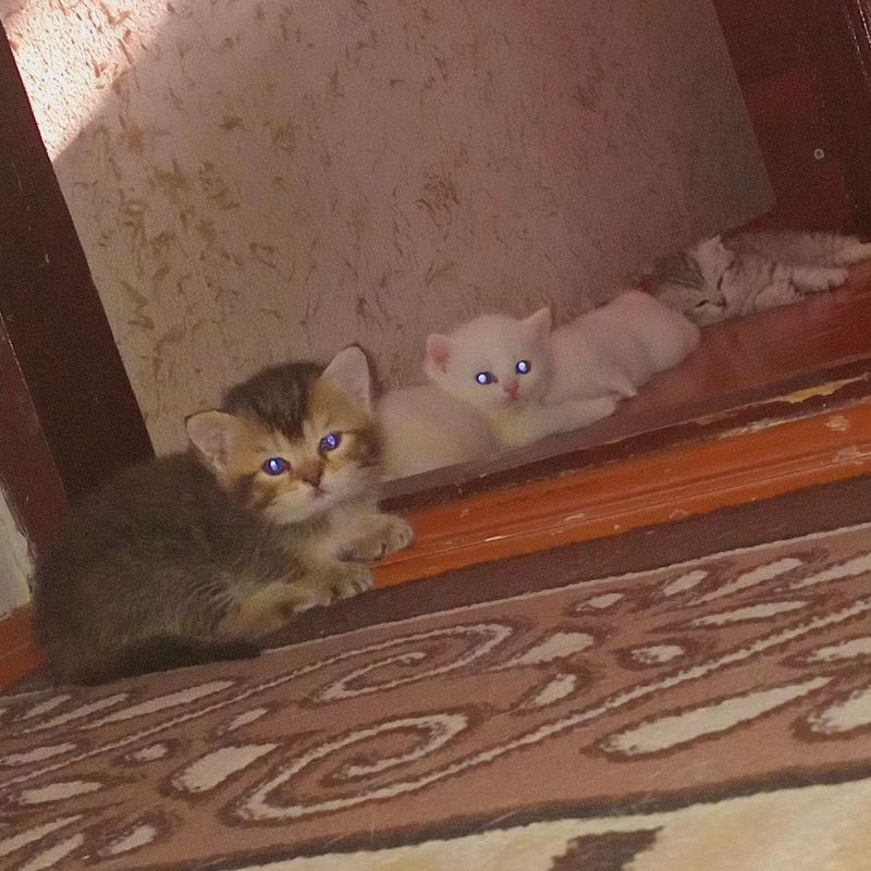 Zolotistiy shinshila mushukcha Zolotistiy shinshila mushukcha