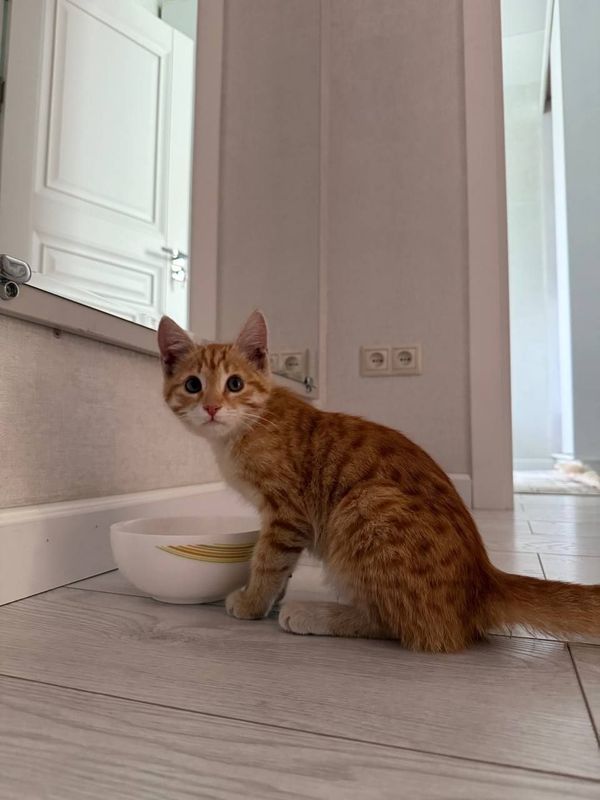 Отдам рыжего котёнка в добрые руки