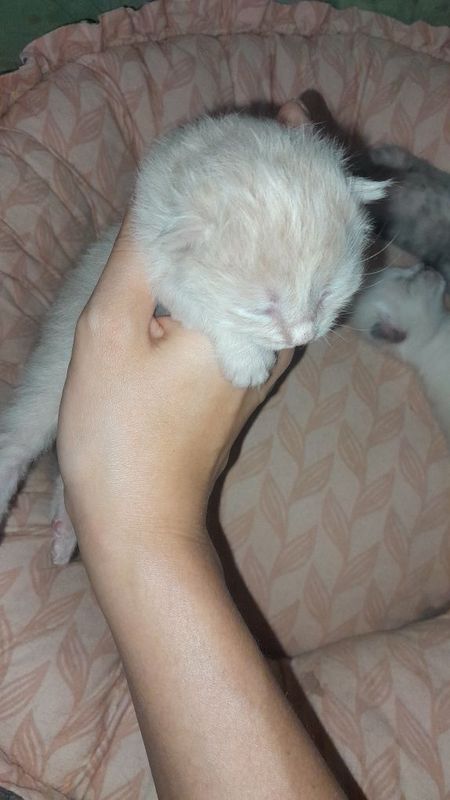 Родились котята домашние!