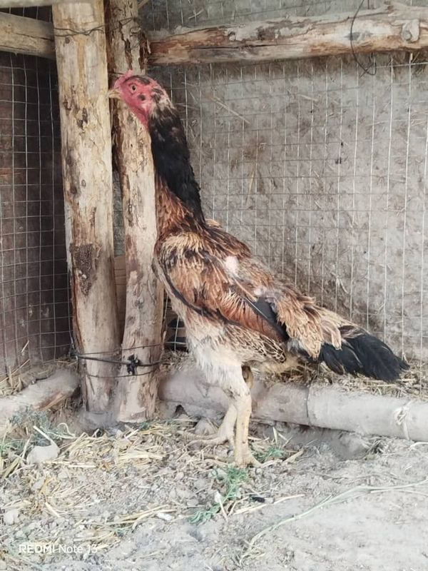 Продам куриц!Срочно!