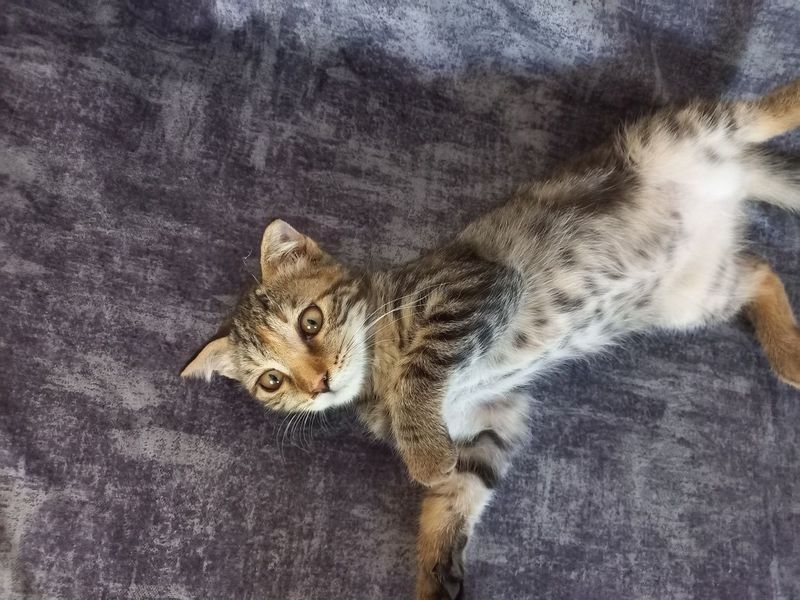 Продаётся кошка