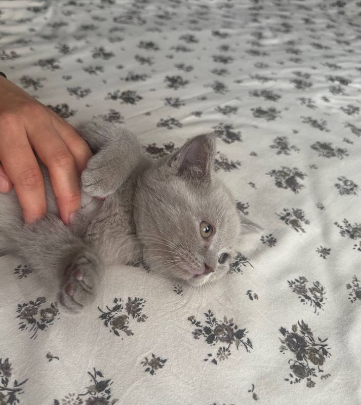 котята котята