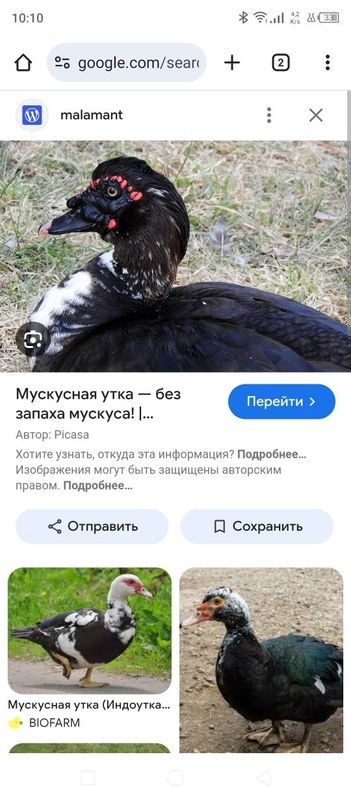 Индаутка гбрит кон бузушга Индаутка гбрит кон бузушга