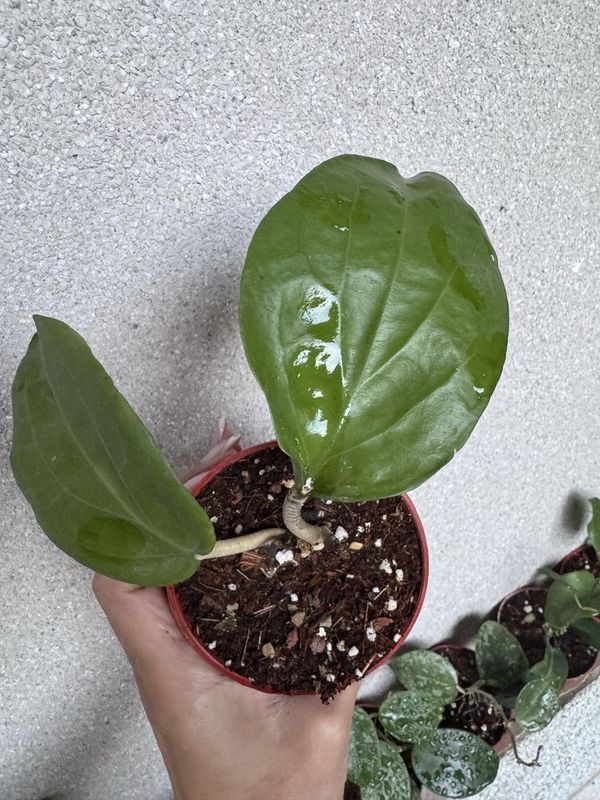 Hoya surigaoensis - крупнолистная хойя, доставка (30000) Hoya surigaoensis - крупнолистная хойя, доставка (30000)