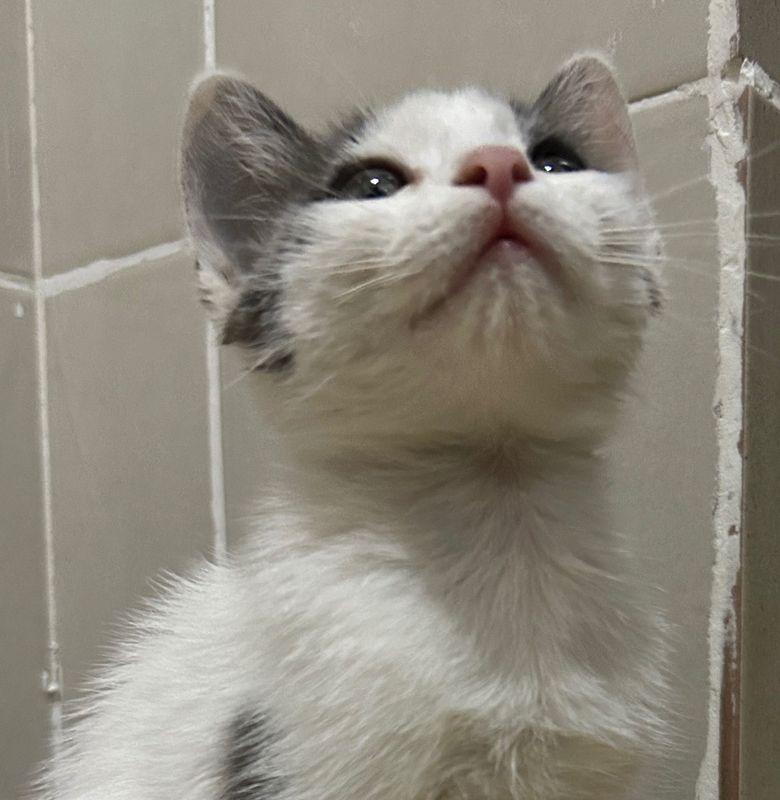 2.5 месячный котенок