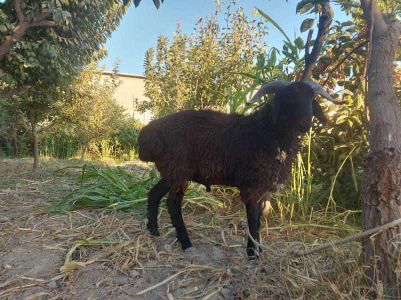 Qo'chqorlar sotiladi.Qulogi butun uyni moli