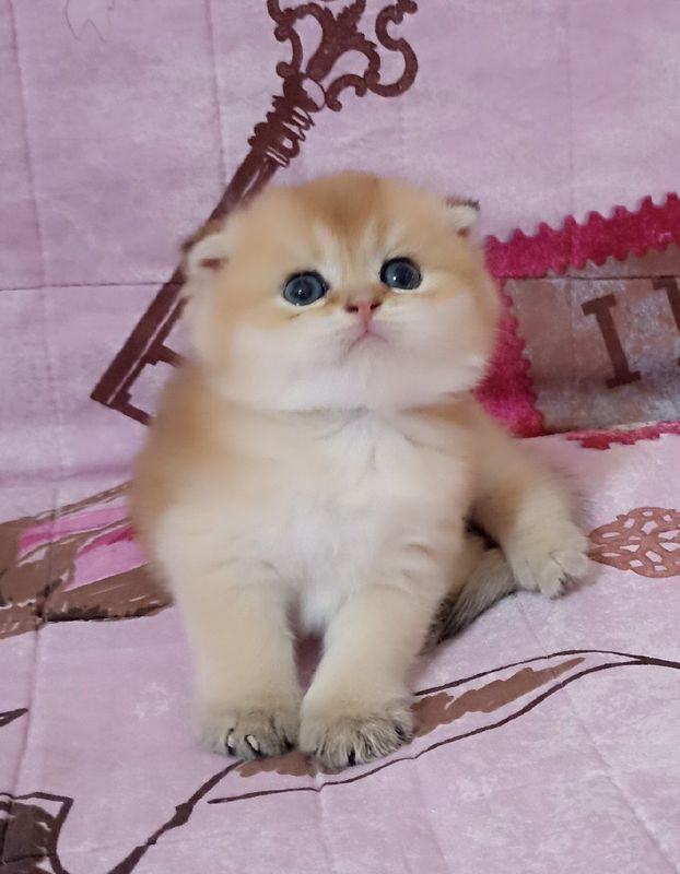 Котята золотой шиншила 1 мец Котята золотой шиншила 1 мец