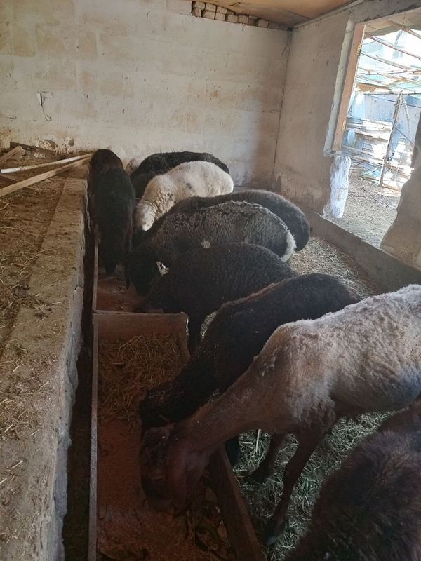 7 ta Ona bola qo'ylar sotiladi. Bolalari hammasi tagal. Buxoro shahar 7 ta Ona bola qo'ylar sotiladi. Bolalari hammasi tagal. Buxoro shahar