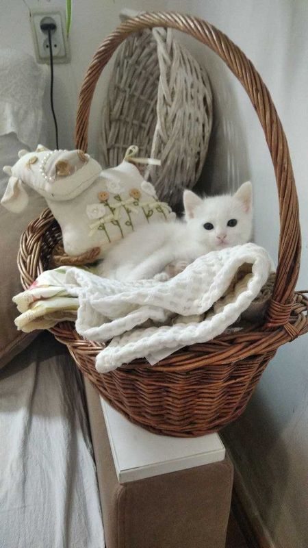 Отдаем котенка в хорошие руки