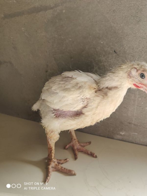 Broller jo’ja yigirma kunlik Broller jo’ja yigirma kunlik