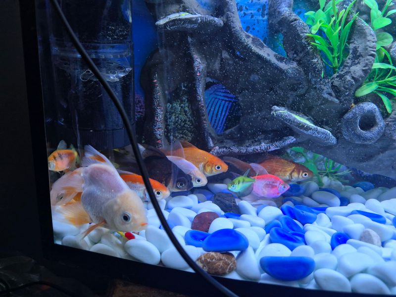 Akvarium Baliqlari bilan Akvarium Baliqlari bilan