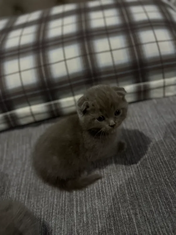 Liloviy fold Liloviy fold