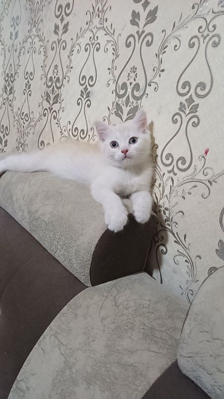 Сотилади Шотландский скоттиш страйд. 4 ойлик