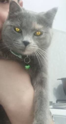 Скоттиш Страйт кошка