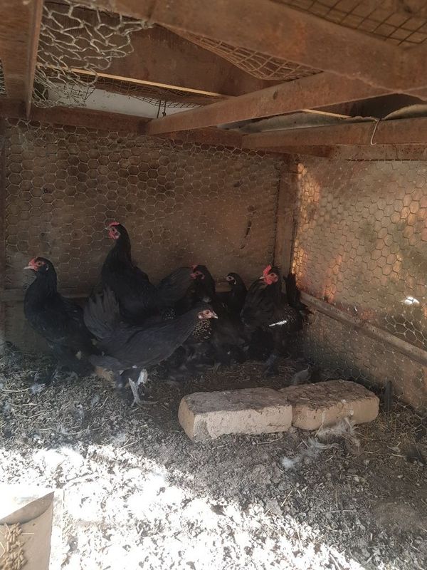 Японла сотилади срочна 13та