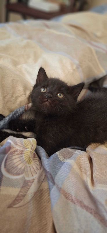 Котенок в добрые руки Котенок в добрые руки